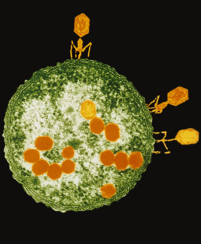 T2 bacteriophages attacking E. coli [Colorized TEM] by Lee D. Simon.jpg